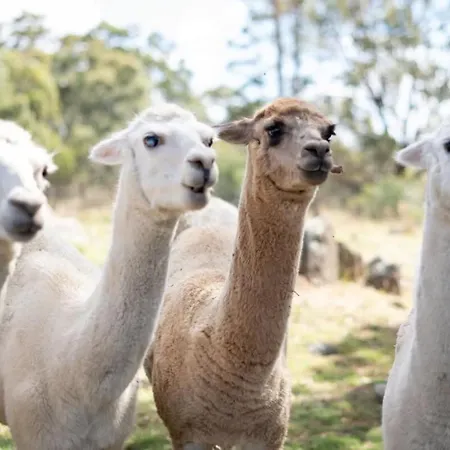 Tiny House Farmstay At Dreams Alpaca Farm - A Windeyer Outback Experience Exterior photo