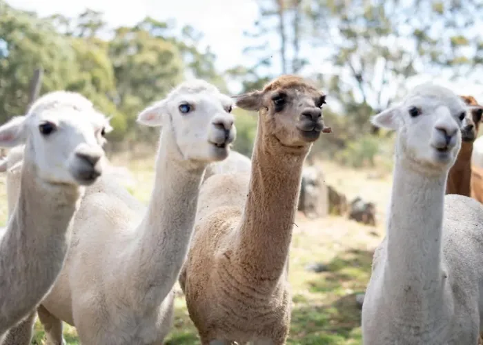 Tiny House Farmstay At Dreams Alpaca Farm - A Windeyer Outback Experience