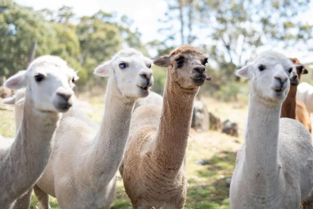Holiday home Tiny House At Dreams Alpaca Farm - A Outback Experience