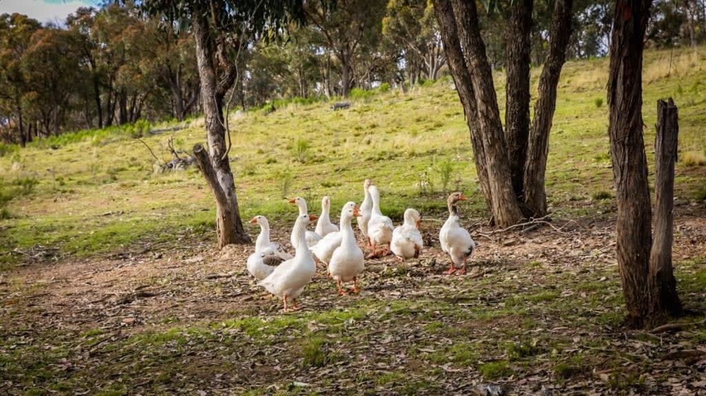 Holiday home Tiny House At Dreams Alpaca Farm - A Outback Experience *