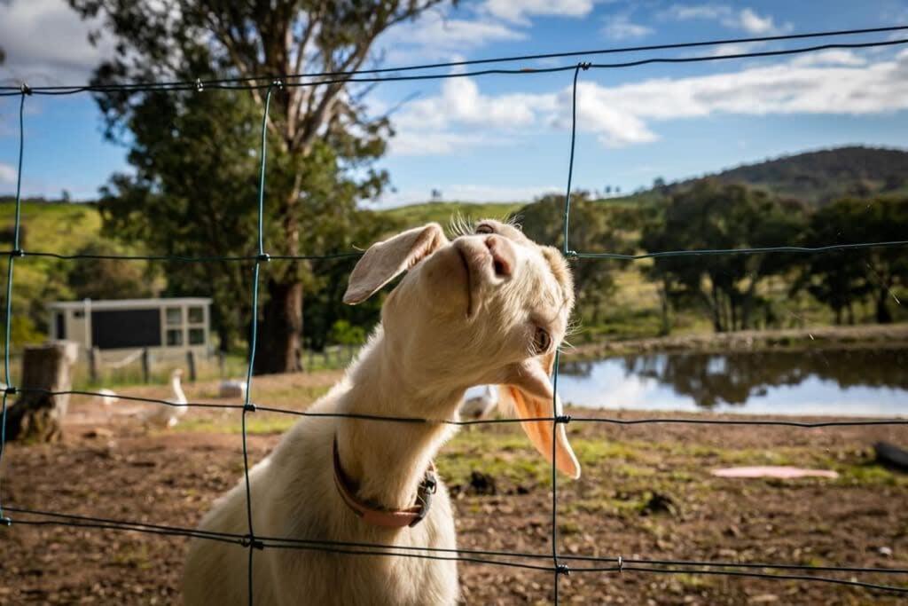 Tiny House At Dreams Alpaca Farm - A Outback Experience Holiday home